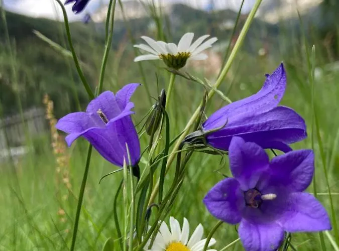 Homestay Haus Seebach *